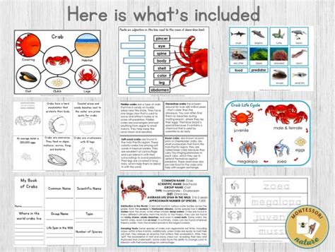 Parts Of Crab Life Cycle Types Nomenclature Part Cards Facts