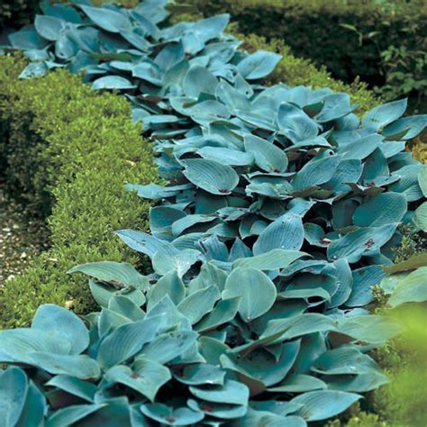 Buy Hosta Hyacinthina Perennials K Van Bourgondien