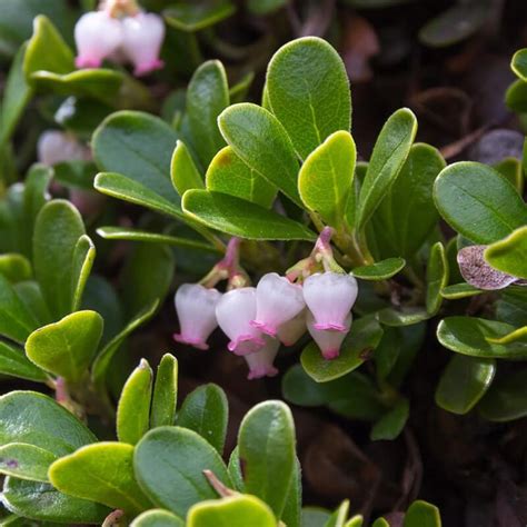 Plantas De Gayuba Arctostaphyllos Uva Ursi The Original Garden