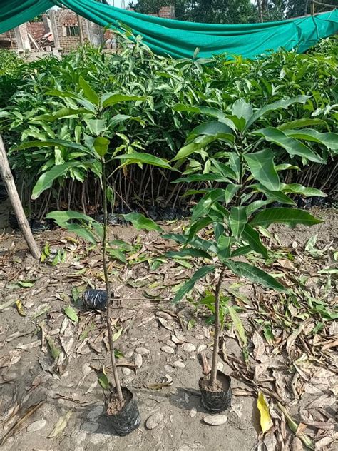 Full Sun Exposure Green Amrapali Mango Plant For Outdoor At Rs