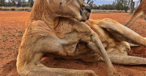 Roger, the unbelievably ripped kangaroo, has died - National ...