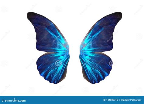 Tropical Butterfly Wings Isolated On White Background Stock Photo