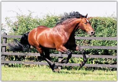 Irish Draught - Icarus Park Stud