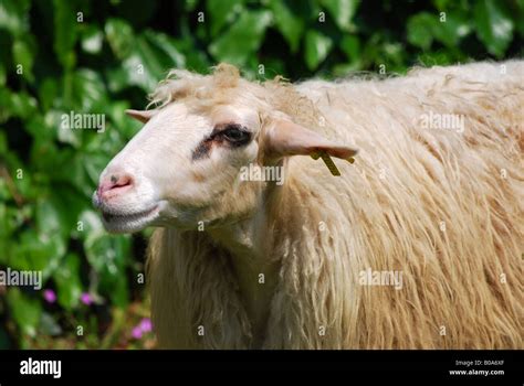 A Domestic Sheep Stock Photo Alamy