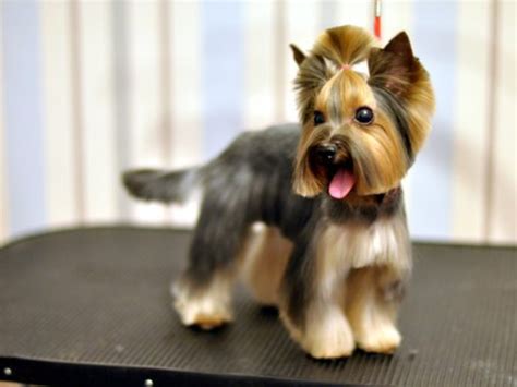 Yorkie haircuts for males and females (60 + pictures) - Yorkie.Life