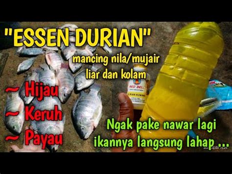 Tutorial Membuat Essen Ikan Nila Mujair Media Umpan Lumut Dan Pelet Dan