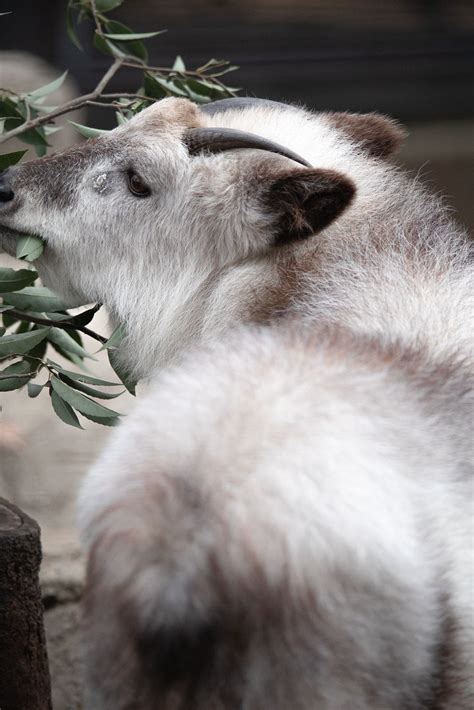 Japanese serow | Animals, Japanese, Japan