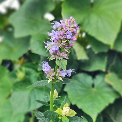 Anise Hyssop Blue Giant Hyssop Agastache Foeniculum Seeds