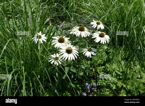 Beautiful Floral Arrangement Of The Garden White Echinacea Purpurea