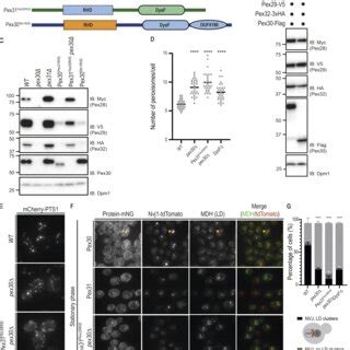 Pex30 RHD and DysF domains play essential but distinct functions in ... 