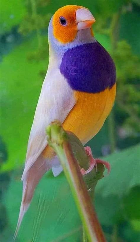 Pin By Jo O Andrade On Belezas Da Natureza Beautiful Birds Pretty