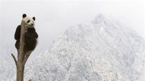 Die Zehn Skurrilsten Panda Fakten