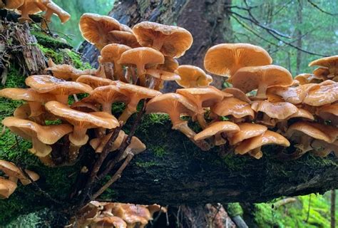 The Surprising World Of Mushrooms Bbc Earth