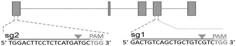 Sgrna Targeting Sequence Of Specific Target Human Abcb1 Gene And Application Eureka Patsnap