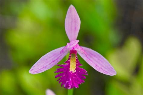 Native Orchids Florida Nature Photography