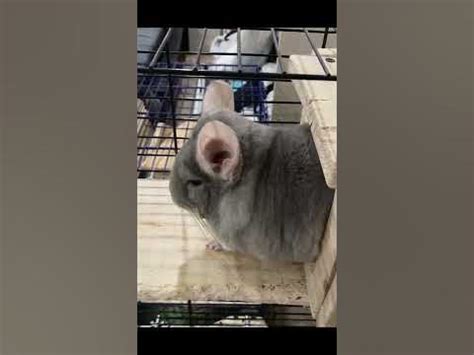 Звуки шиншилл 🐰 | #chinchilla #шиншилла #shorts - YouTube