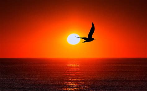 Sunset Bird 2017 Nature Bird Sunset Hd Wallpaper Peakpx