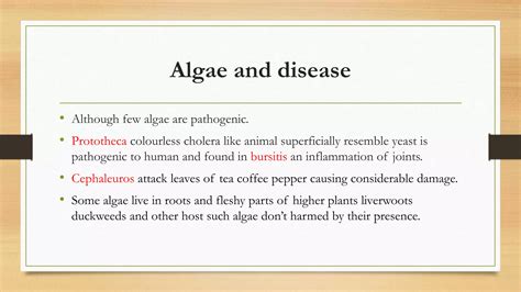 Characteristics Of Algea And Lichens And Their Ecological Importance