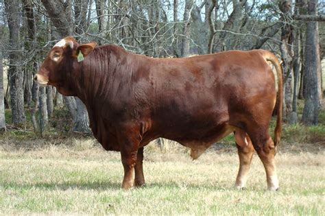 Braford Bulls Greenview Farms Hereford Cattle Bull Farm Yard