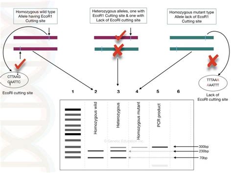 A Well Established Protocol For Restriction Digestion In 2023 Dna