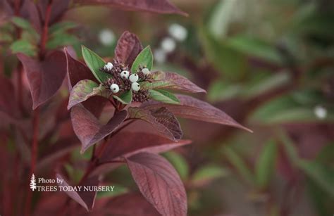 Firedance Dogwood Trees Today Nursery