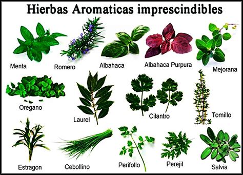 Imagenes Con Nombres De Plantas Medicinales