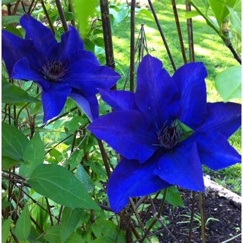 This Clematis Is A Pretty Blue Sun And Garden Blue Flowers Garden Blue Clematis Blue Plants