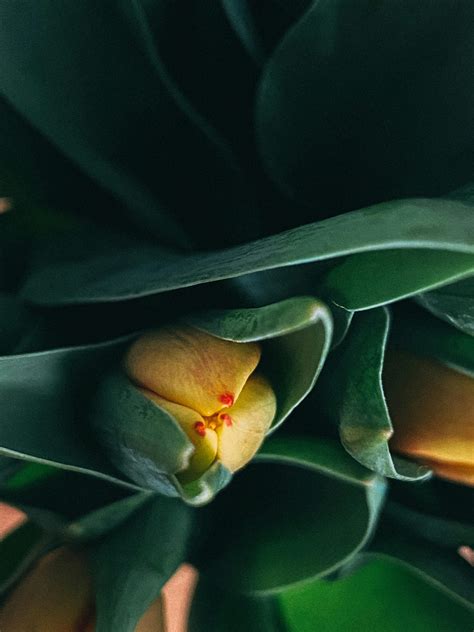 Plants with Dark Green Leaves · Free Stock Photo