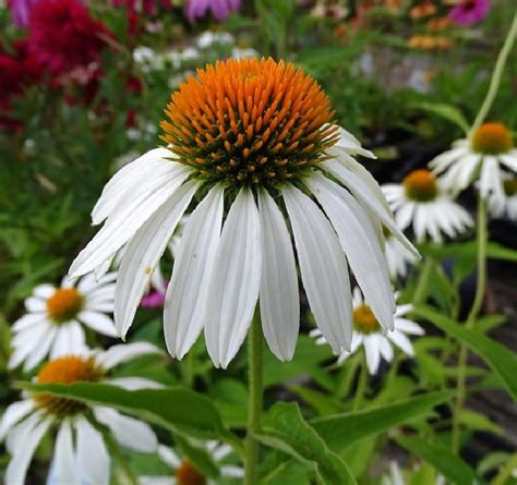 Echinacea purpurea White Swan Equinácea Purpúrea Cisne Branco