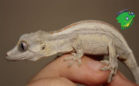 Advantages Of Owning Reptile Pets Strictly Reptiles