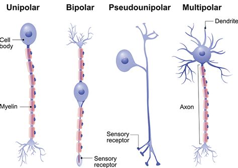 Types of neurons - Queensland Brain Institute - University of Queensland