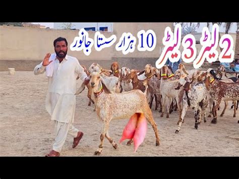 Full Pregnant Pure Makkhi Cheeni Bakriyan Pakistan Ke Number One Breed