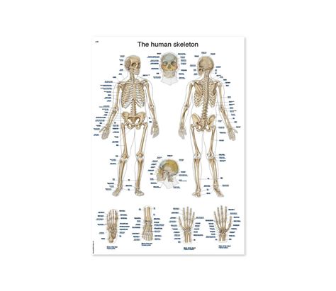 LJUDSKI KOSTUR ANATOMSKI POSTER 50 70 Cm Plastificirani