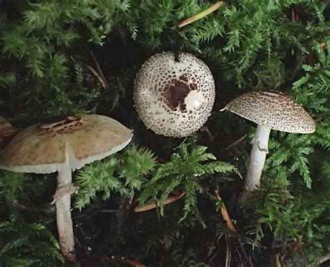 Lepiota Felina Octobre 2019 Association Botanique Et Mycologique