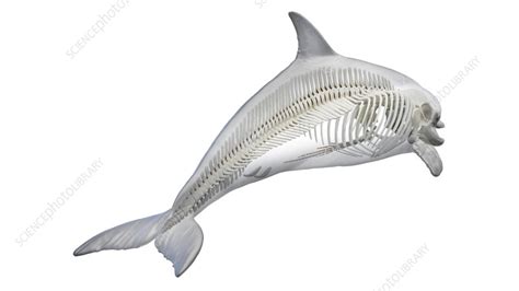 Dolphins Skeletal System Illustration Stock Image F0383881