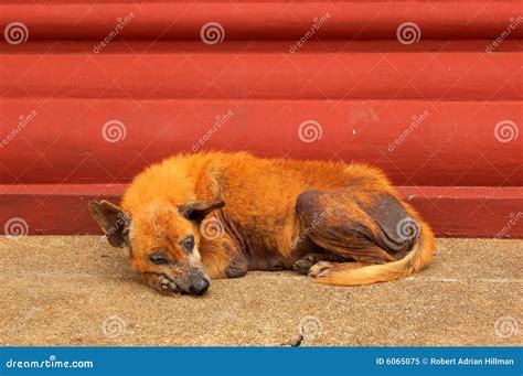 Sorry Dog Stock Image Image Of Skin Space Canine Problem 6065075