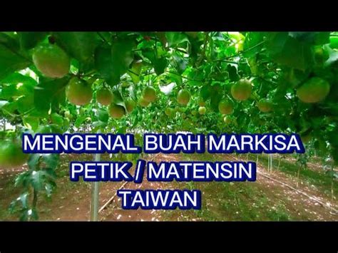 JENIS BUAH MARKISA PETIK MATENSIN TAIWAN YouTube