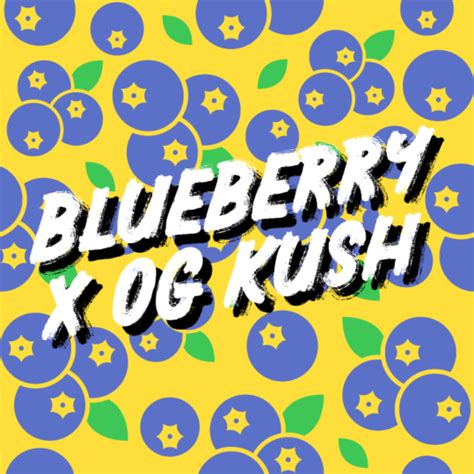 Buy Blueberry X Og Kush Feminized Seeds By Supreme Genetics In America