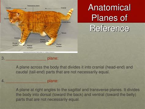 Ppt Anatomical Planes Of Reference Powerpoint Presentation Free