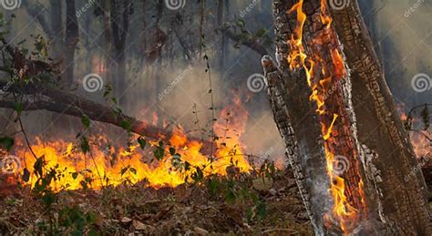 Desastre De Incendios Forestales En Bosques Tropicales Causados Por