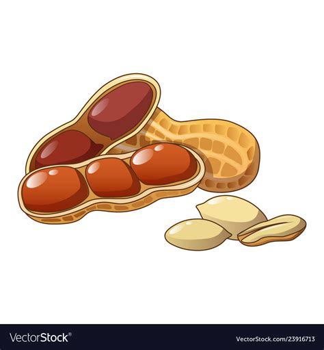 Peanut Vector Art