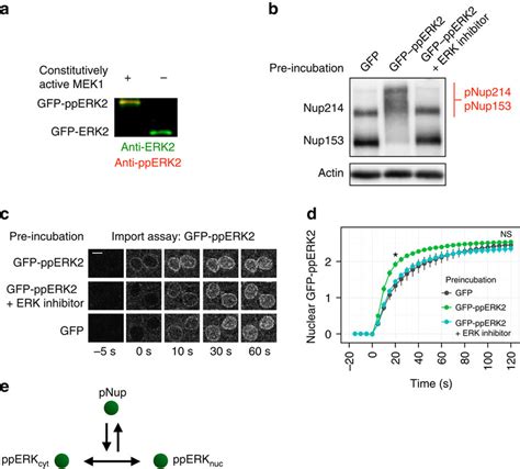 ERK-mediated phosphorylation of nucleoporins enhances ERK nuclear ...