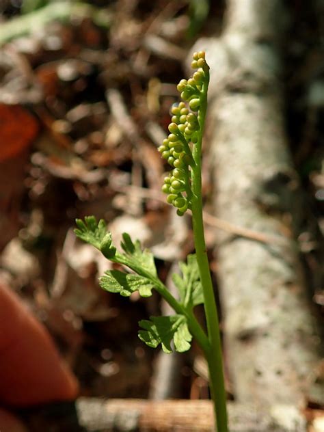 Botrychium Matricariifolium Retz A Braun Ex W D J Koch Plants Of