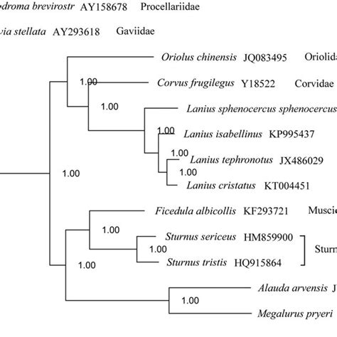 Topology Of Bayesian Tree For 13 Species Based On Mitogenome Sequences