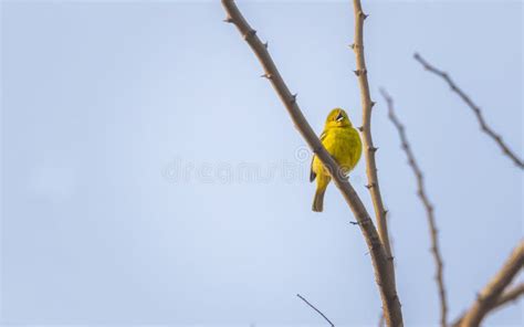 Yellow Warbler, Song Bird, Singing Perched on a Tree Stock Photo ...