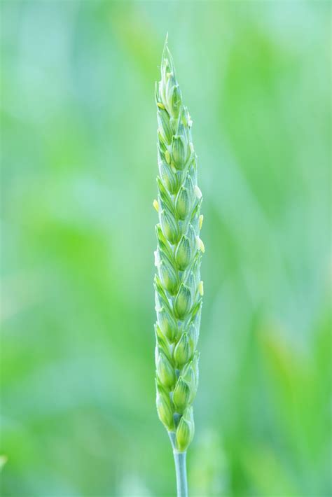 Indiana Plant A Day Common Wheat