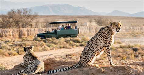 Da Citt Del Capo Safari Sulla Garden Route E Tour Costiero Di