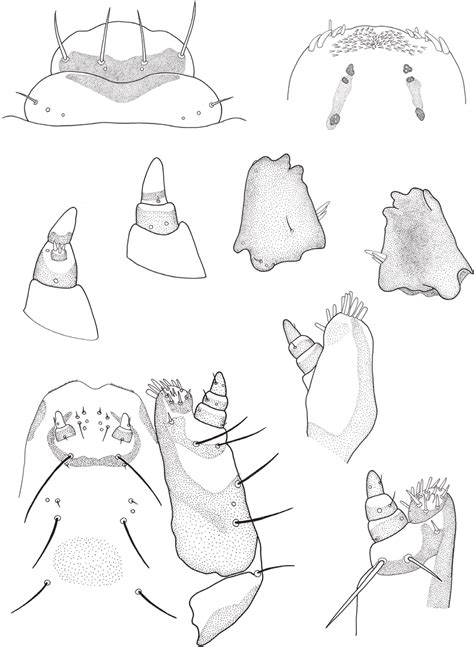 Syphrea uberabensis guerini Bechyné Mature larva 19 clypeus and