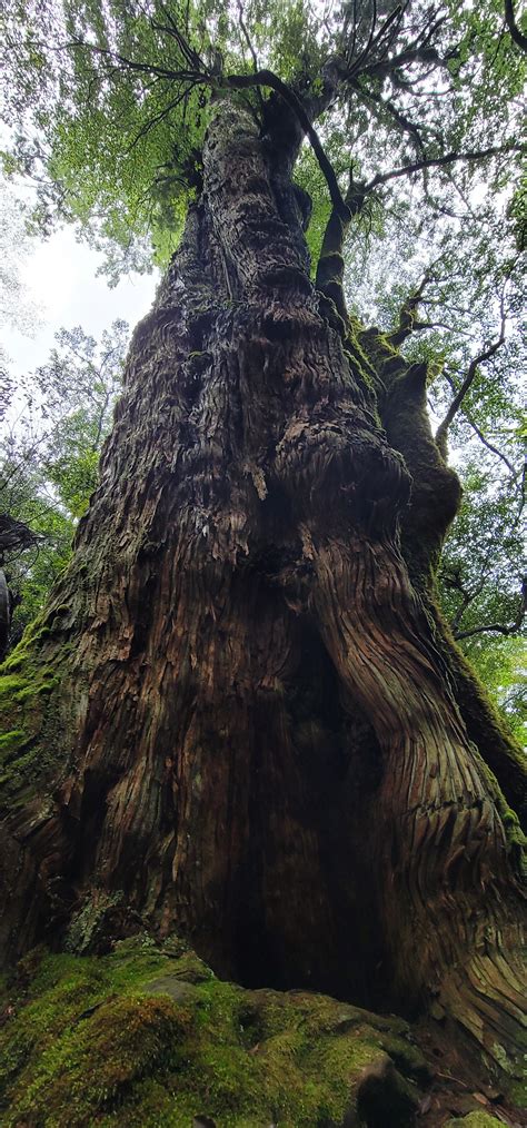 Destination Of The Day To Year Old Cedar Named Yamoto Sugi