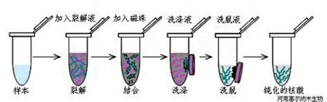 现代分子生物学的主流：磁珠法dna提取 洛阳惠尔纳米科技有限公司